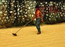 Chinese Farmer, Guilin Countryside